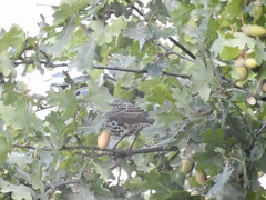 Sturnus vulgaris