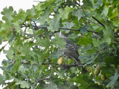 Sturnus vulgaris