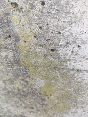 Flavoplaca