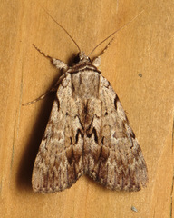 Catocala gracilis