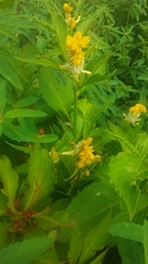 Celosia argentea plumosa