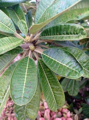 Plumeria obtusa