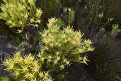 Leucadendron xanthoconus