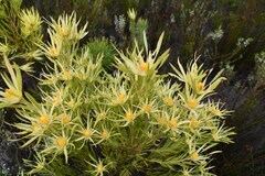 Leucadendron xanthoconus