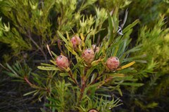 Leucadendron xanthoconus