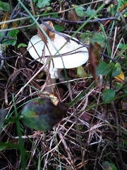 Lepiota clypeolaria