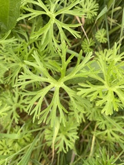 Geranium dissectum