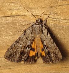 Catocala gracilis