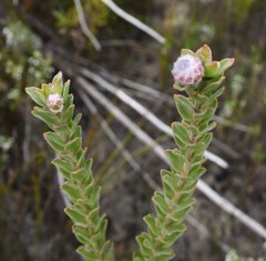 Leucospermum truncatulum