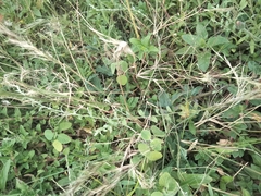 Amaranthus viridis