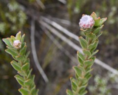 Leucospermum truncatulum