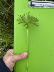Geranium dissectum