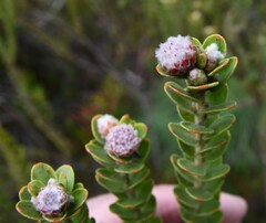 Leucospermum truncatulum