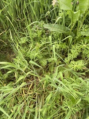 Geranium dissectum