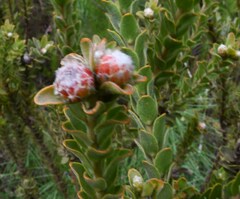 Leucospermum truncatulum
