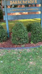 Buxus sempervirens