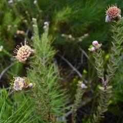 Leucospermum truncatulum