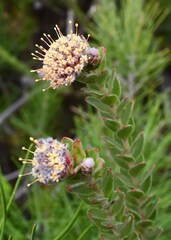 Leucospermum truncatulum