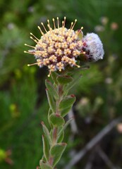Leucospermum truncatulum