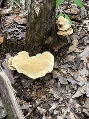 Trametes aesculi
