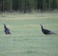 Meleagris gallopavo silvestris