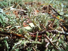 Cladonia furcata