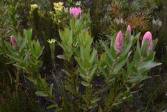 Protea compacta