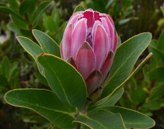 Protea compacta