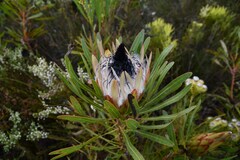 Protea longifolia