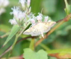 Diacme elealis