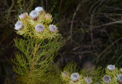 Serruria phylicoides