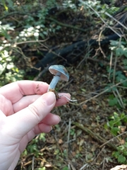Stropharia aeruginosa