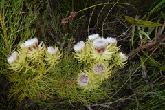 Serruria phylicoides