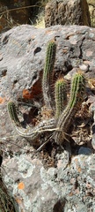 Cactoideae