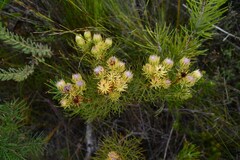 Serruria phylicoides