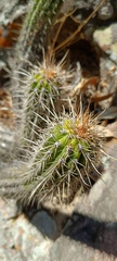 Cactoideae