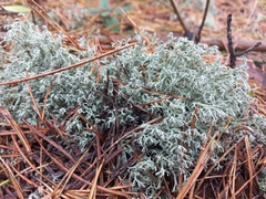 Cladonia arbuscula
