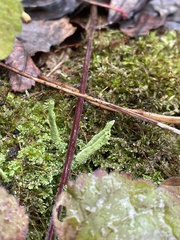 Cladonia ochrochlora