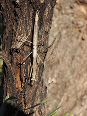 Mantidae