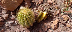 Trichocereus bertramianus