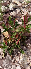 Phytolacca octandra