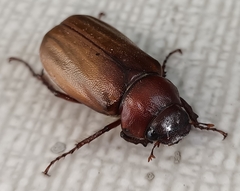 Amphitrichia constricta