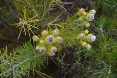 Serruria phylicoides