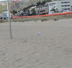 Ichthyaetus audouinii