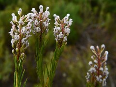 Spatalla racemosa