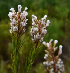 Spatalla racemosa