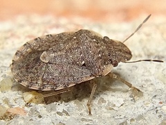 Sciocoris sideritidis
