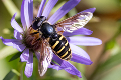 Sericomyia chalcopyga