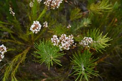 Spatalla racemosa