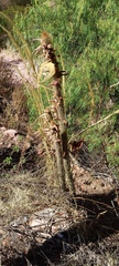 Cleistocactus